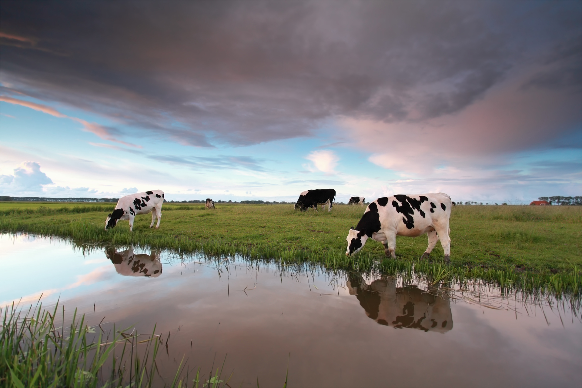 cattle graze on pasture by river